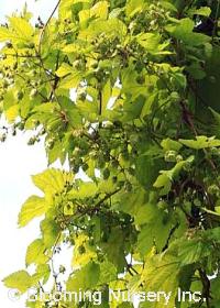 Humulus lupulus 'Aureus'                          